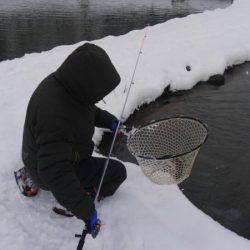 つりぼりあかし 釣果