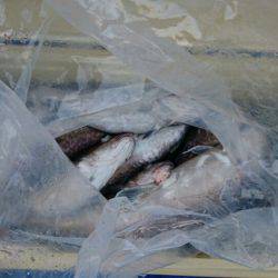 海龍丸(石川) 釣果