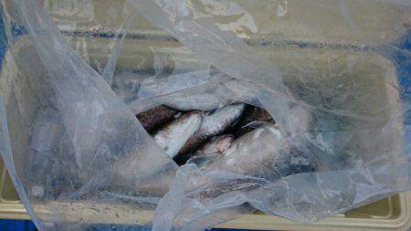 海龍丸(石川) 釣果