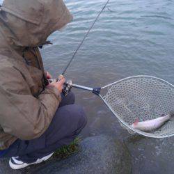 つりぼりあかし 釣果