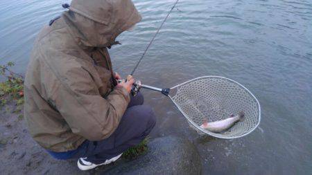 つりぼりあかし 釣果