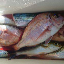 第三共栄丸 釣果