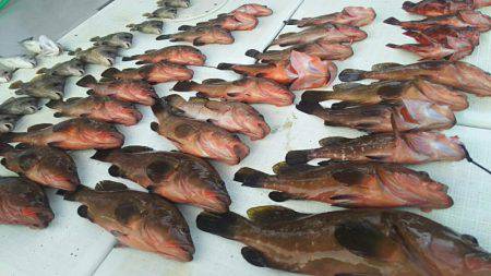 タイラバ遊漁船 ワンピース 釣果