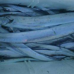 サンマリン 釣果