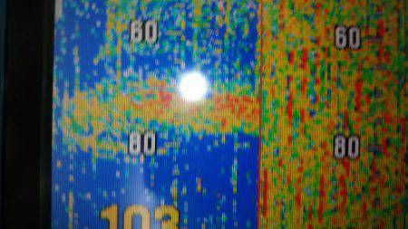 サンマリン 釣果