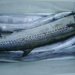 サンマリン 釣果