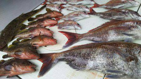 タイラバ遊漁船 ワンピース 釣果