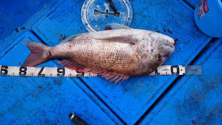 海龍丸（石川） 釣果
