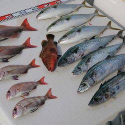 遊漁船 家入 釣果