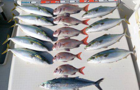 遊漁船　家入 釣果