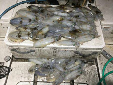 Monster Rush! 釣果