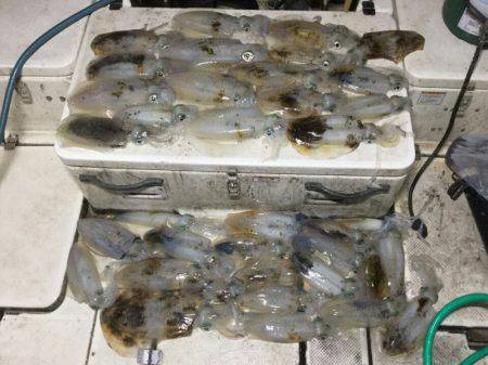 Monster Rush! 釣果