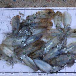 Monster Rush! 釣果