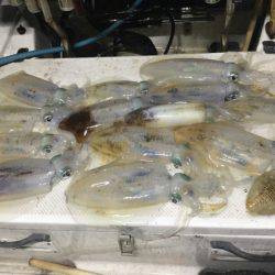 Monster Rush! 釣果