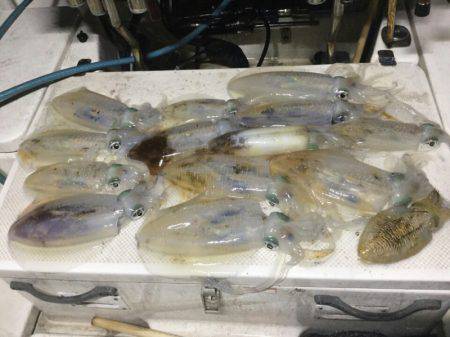 Monster Rush! 釣果