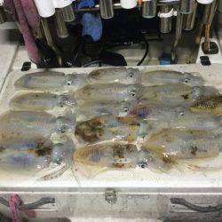 Monster Rush! 釣果