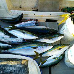 ブルドック 釣果