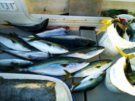 ブルドック 釣果