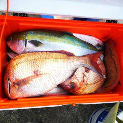 ブルドック 釣果