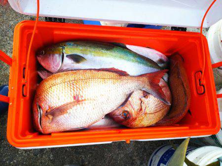 ブルドック 釣果