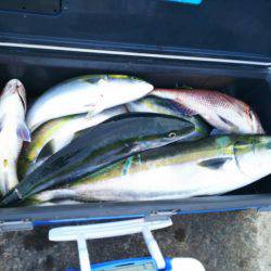 ブルドック 釣果