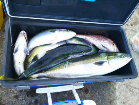 ブルドック 釣果