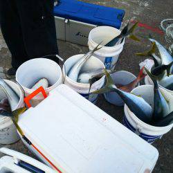 ブルドック 釣果