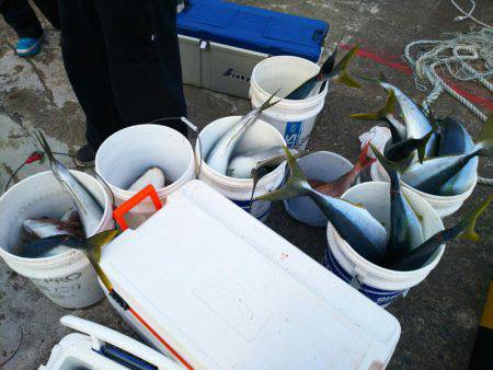 ブルドック 釣果