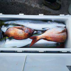 ブルドック 釣果