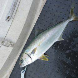 ARCADIAⅡ （アルカディアⅡ） 釣果