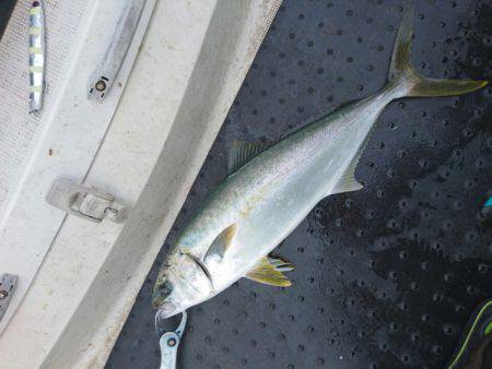 ARCADIAⅡ （アルカディアⅡ） 釣果