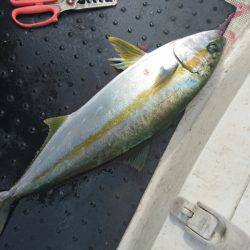 ARCADIAⅡ （アルカディアⅡ） 釣果