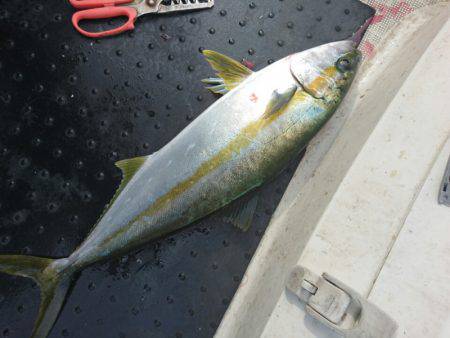 ARCADIAⅡ （アルカディアⅡ） 釣果