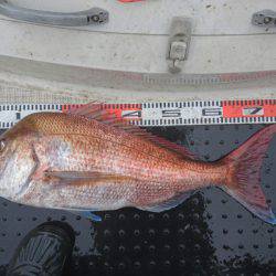 ARCADIAⅡ （アルカディアⅡ） 釣果