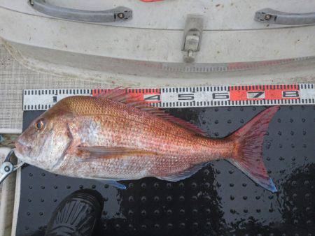 ARCADIAⅡ （アルカディアⅡ） 釣果