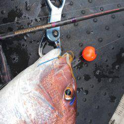 ARCADIAⅡ （アルカディアⅡ） 釣果