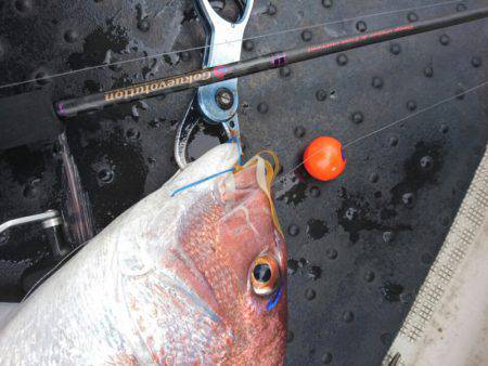 ARCADIAⅡ （アルカディアⅡ） 釣果