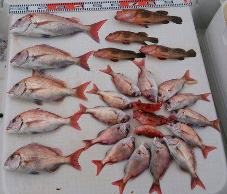 遊漁船 家入 釣果