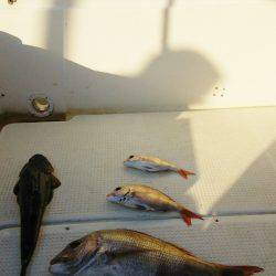 マリンガイド福丸 釣果