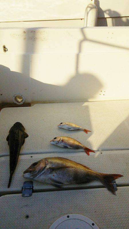 マリンガイド福丸 釣果