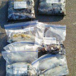 マリンガイド福丸 釣果