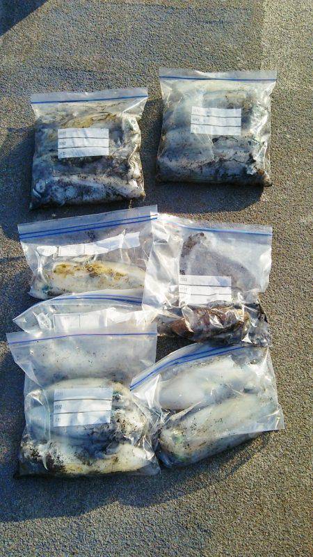 マリンガイド福丸 釣果