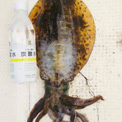 マリンガイド福丸 釣果