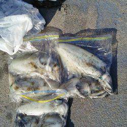 マリンガイド福丸 釣果