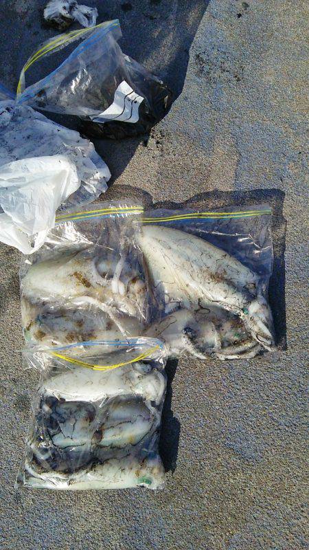 マリンガイド福丸 釣果