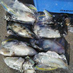 マリンガイド福丸 釣果