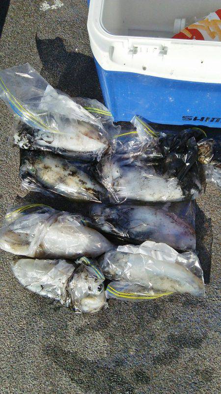 マリンガイド福丸 釣果