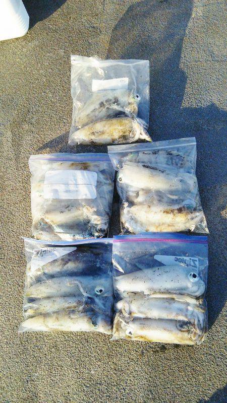 マリンガイド福丸 釣果