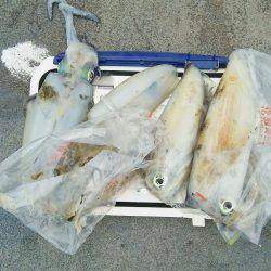 マリンガイド福丸 釣果