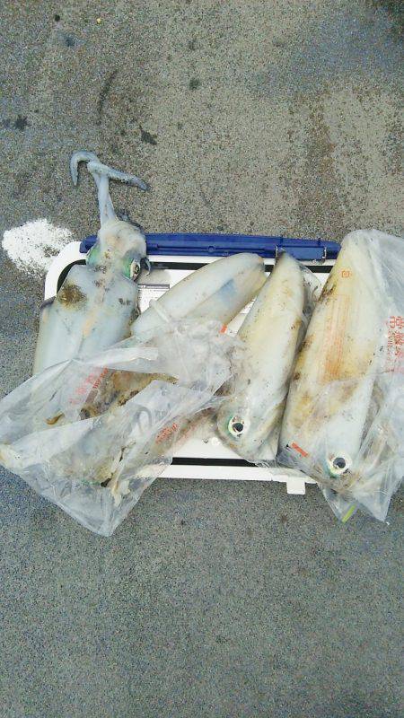 マリンガイド福丸 釣果